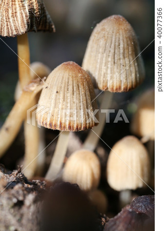 mushrooms, small mushrooms mushrooms, small mushrooms 40077366