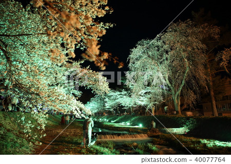 豬苗代市的櫻花 40077764