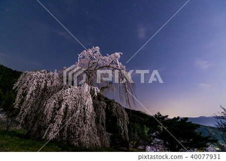 A star and a cherry blossom 40077931