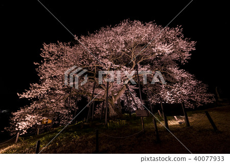 Ed Higanzakura in Kurobe 40077933