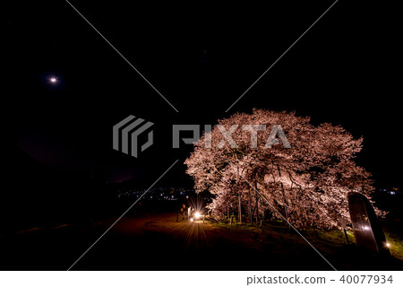 Ed Higanzakura in Kurobe 40077934