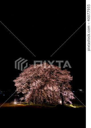 Ed Higanzakura in Kurobe 40077935