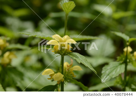 Miraum Miraum 40078444