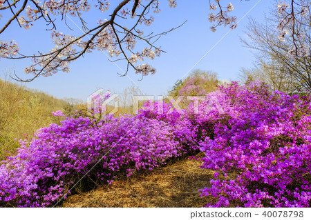 Beetle blooming mountain road 40078798
