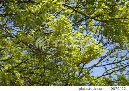 Mukunoki Mukunoki 40079432