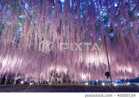 足利花卉公園的奧托 足利花卉公園的奧托 40080184