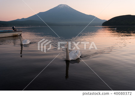 Mount Fuji seen from Lake Yamanaka in the evening Mount Fuji seen from Lake Yamanaka in the evening 40080372