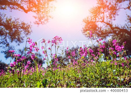 Fields of pink flowers in the sun.Natural blurred background. So 40080453