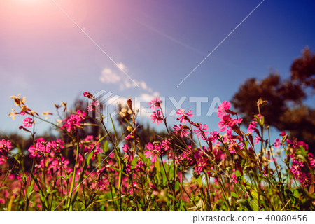 Blooming wildflowers. Natural blurred background. 40080456