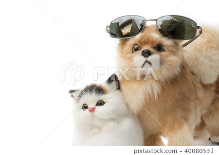 doll dog wearing sunglasses and cat cute  40080531