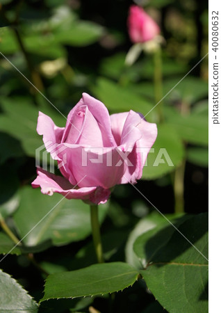 藍月亮 藍月亮 40080632