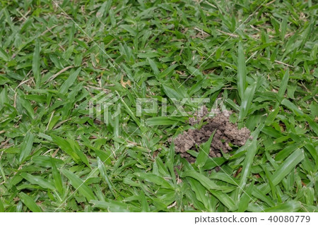 Earthworms on the lawn. Earthworms on the lawn. 40080779