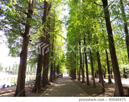 Besshi-mura Park 40080975