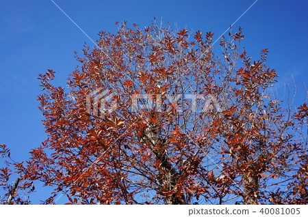 Blue sky and dead tree 40081005