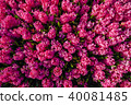 Pink flowers in the gardens 40081485