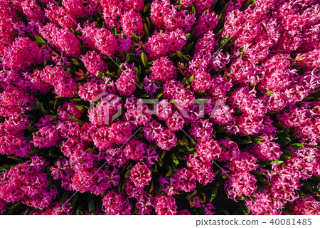 Pink flowers in the gardens Pink flowers in the gardens 40081485