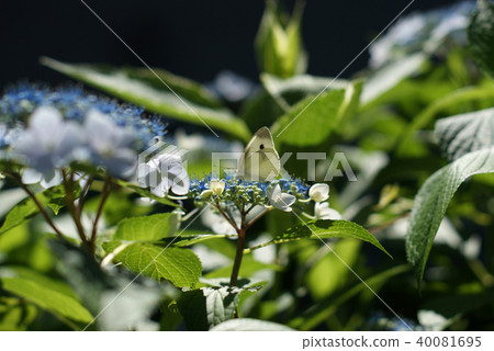 Tottori Four Seasons Walk Summer Hydrangea Tottori Four Seasons Walk Summer Hydrangea 40081695