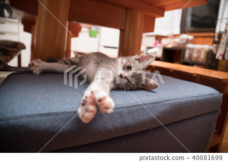 Kitten lying on ottoman 40081699