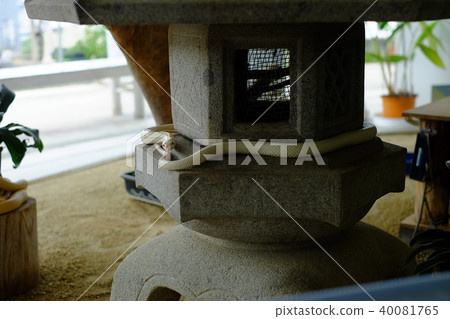 一條蛇 40081765