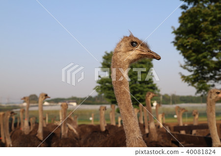 鴕鳥王國石岡市 40081824