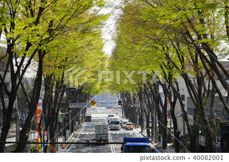 March Chofu 47 Koshu Highway Zelkova Avenue Tree 40082001