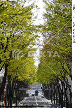 March Chofu 48 Koshu Highway Zelkova Avenue Tree 40082002