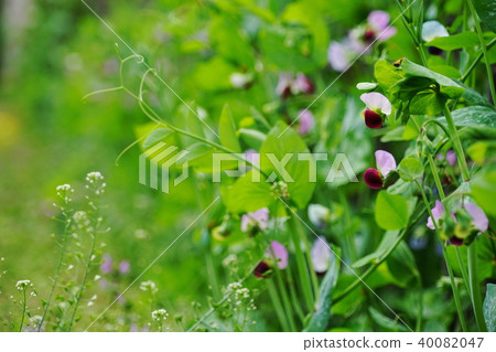 April Pea · Legume 12 Pea · Pea · Green Pea Flower 40082047