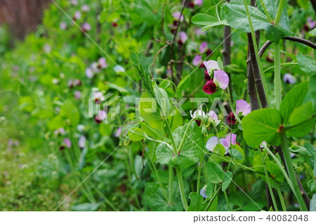 April Pea, leguminous plant 13 peas, pea, peas flower 40082048