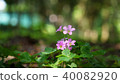 Nature flower 40082920