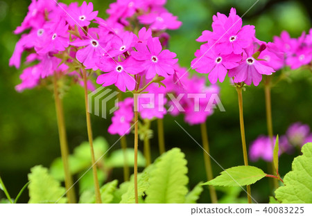 植物:報春花Primulata 植物:報春花Primulata 40083225