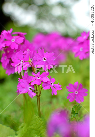 植物：報春花Primulata 40083226