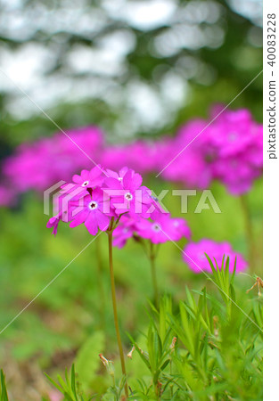 植物:報春花Primulata 植物:報春花Primulata 40083228