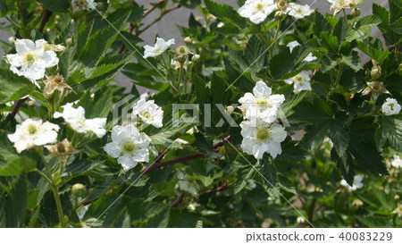 16: 9 Mulberry Flower 16: 9 Mulberry Flower 40083229