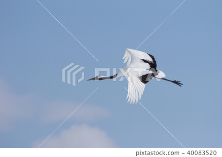 Tancho red-crowned crane 40083520