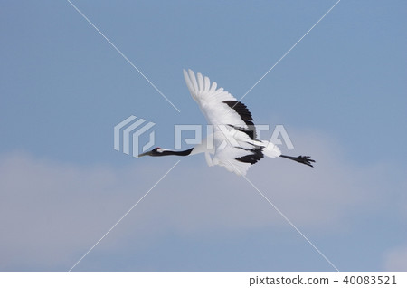 Tancho red-crowned crane 40083521