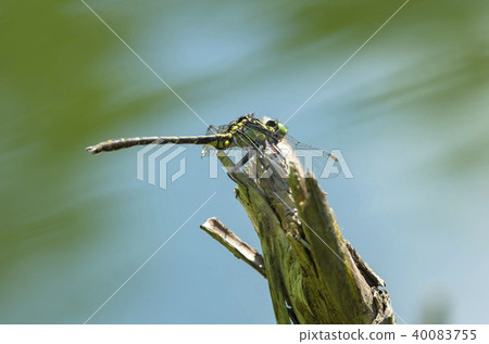 Kosanae Kosanae 40083755