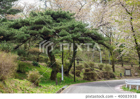 岩手縣新松公園 岩手縣新松公園 40083938