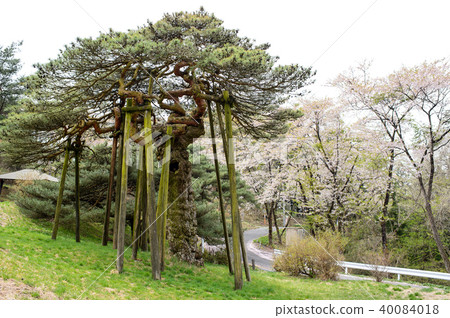 岩手縣新松公園 岩手縣新松公園 40084018