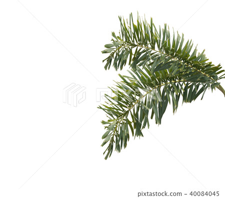 green foxtail palm leaf tree isolated on white green foxtail palm leaf tree isolated on white 40084045