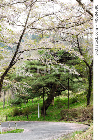 岩手縣新松公園 岩手縣新松公園 40084090