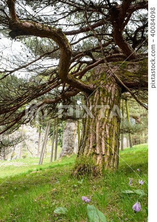Kasamatsu Iwate Prefecture 40084098