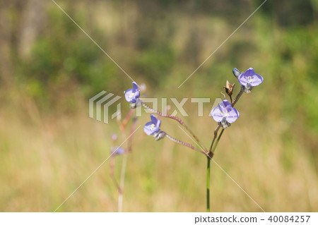 Purple flowers field (Murdannia giganteum). 40084257
