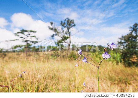 Purple flowers field (Murdannia giganteum). Purple flowers field (Murdannia giganteum). 40084258