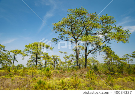 Beautiful pine forest and meadow. 40084327