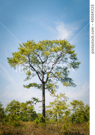 Ancient pine tree in the forest. 40084328