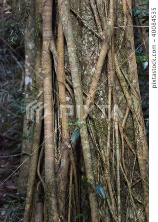Intertwining stem 40084535