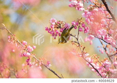 Toi Sakura and White-eye 40084629