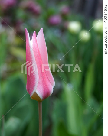 原始的鬱金香：Lady Jane（Crusiana） 40084652