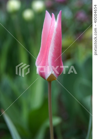 原始的鬱金香：Lady Jane（Crusiana） 40084654