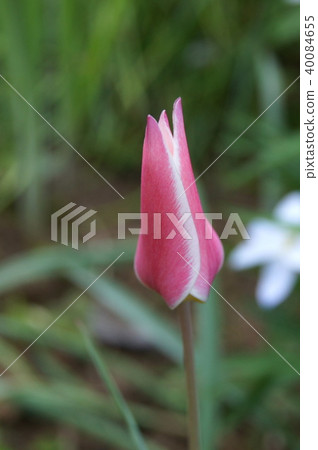 The original tulip: Lady Jane (Crusiana) 40084655